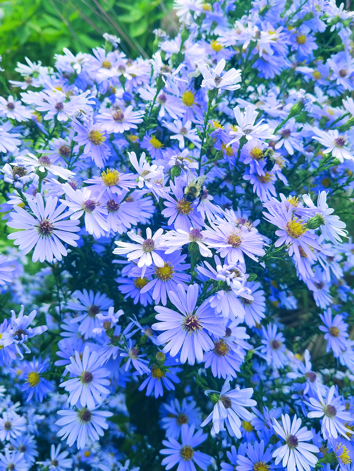 Aster Bluebird